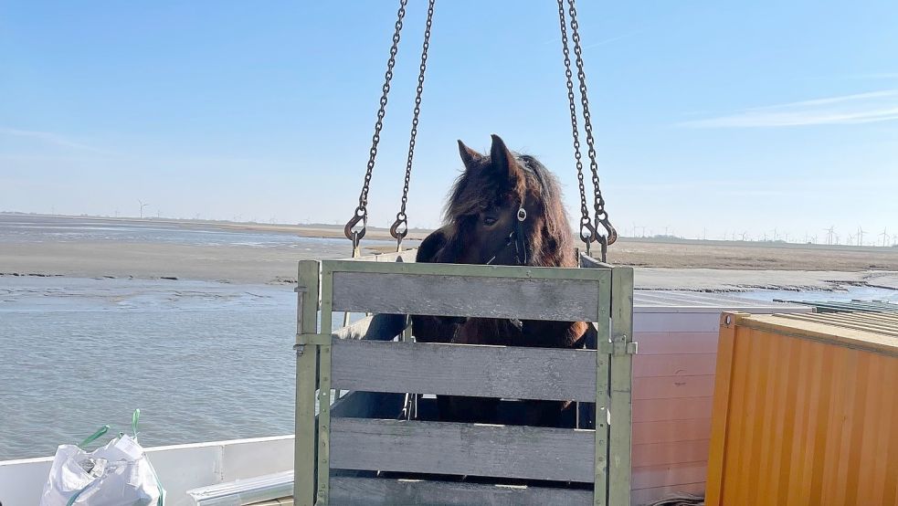 Kutschpferd Anni ist mit dem Frachtschiff auf die Insel gebracht worden. Foto: www.baltrum.de