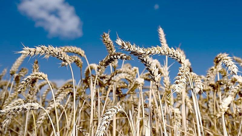 Erntereifer Weizen leuchtet auf einem Getreidefeld. Foto: Arne Dedert/dpa