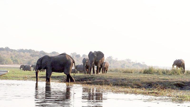 Namibia und das benachbarte Botsuana galten jahrzehntelang als eine Art Vorreiter beim Tierschutz. Doch die dramatischen Trockenperioden der vergangenen Jahre haben zwischen Bevölkerung und Wildtieren einen immer stärkeren Wettlauf um den kostbaren Lebensraum ausgelöst. Foto: Lisa Ossenbrink/dpa