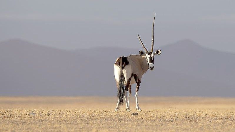 Ein Spießbock im Namib-Naukluft-Nationalpark: Der dramatische Schwund der Artenvielfalt ist nach wissenschaftlichen Studien eine beispiellose Bedrohung für die Gesundheit und Nahrungsmittelsicherheit der Menschen. Foto: Chen Cheng/XinHua/dpa