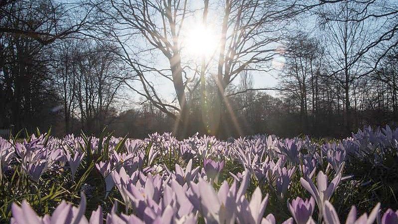 Krokusse blühen auf einer Wiese in Hamburg. Foto: Daniel Bockwoldt/dpa