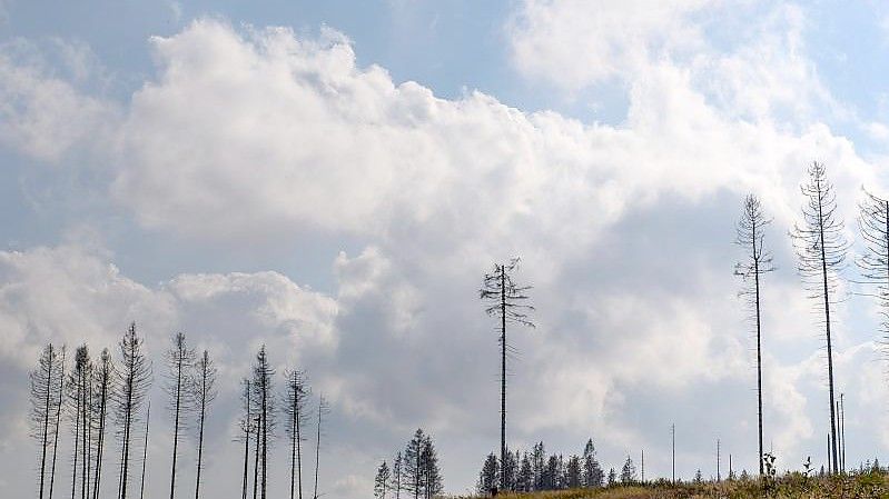 Tote Nadelbäume stehen auf einer gerodeten Fläche. Die Trockenheit der Jahre 2019 und 2020 und der Borkenkäfer hatte einen großen Teil der Fichten im Harz absterben lassen. Nun werden die Totholzflächen gerodet und das Holz abtransportiert. Foto: Klaus-Dietmar Gabbert/dpa-Zentralbild/ZB