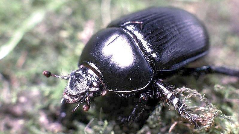 Der neuen Roten Liste zufolge sind mehr als ein Viertel der Insektenarten in Deutschland gefährdet. Foto: F.Rahn/dpa