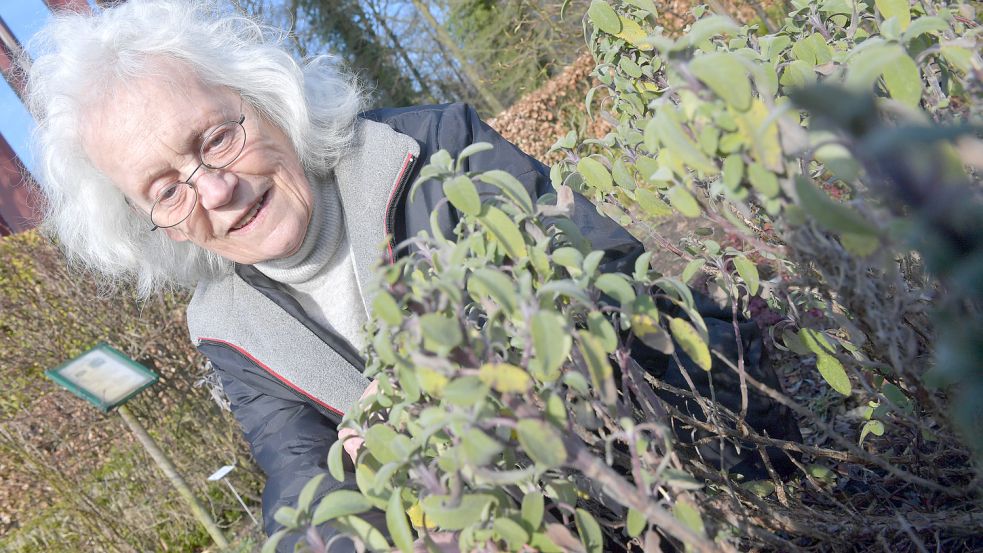 Regine Romahn kümmert sich ehrenamtlich um den Heilpflanzen- und Kräutergarten an der Klosterstätte Ihlow. Dort wachsen etwa 200 Pflanzen. Viele davon lassen sich auch in der Küche einsetzen wie beispielsweise Salbei. Foto: Ortgies