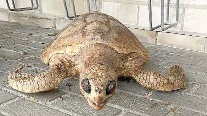 In Papenburg wurde eine präparierte Schildkröte gefunden. Foto: Polizei
