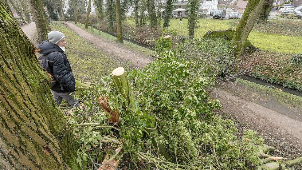 Wie ein mächtiger Riegel hat sich dieser Baum am Hohen Wall auf den Weg gelegt. Foto: Ortgies