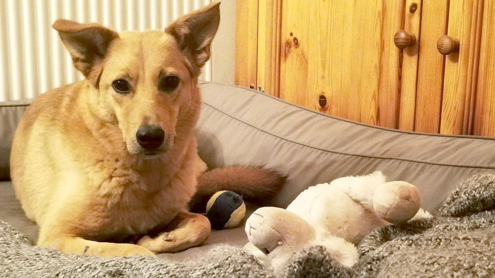 Für Hündin „Djuni“ wird nach einem neuen Zuhause gesucht. Fotos: Privat