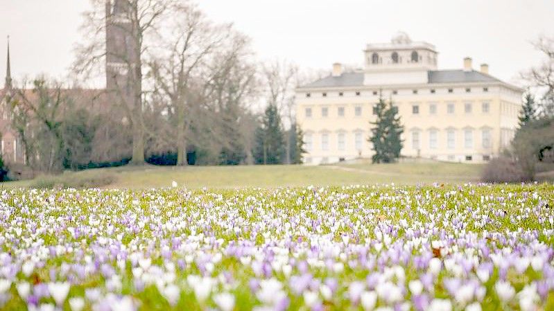 Krokusse blühen auf einer Wiese im Wörlitzer Park in Sachsen-Anhalt. Foto: Christian Modla/dpa-Zentralbild/dpa