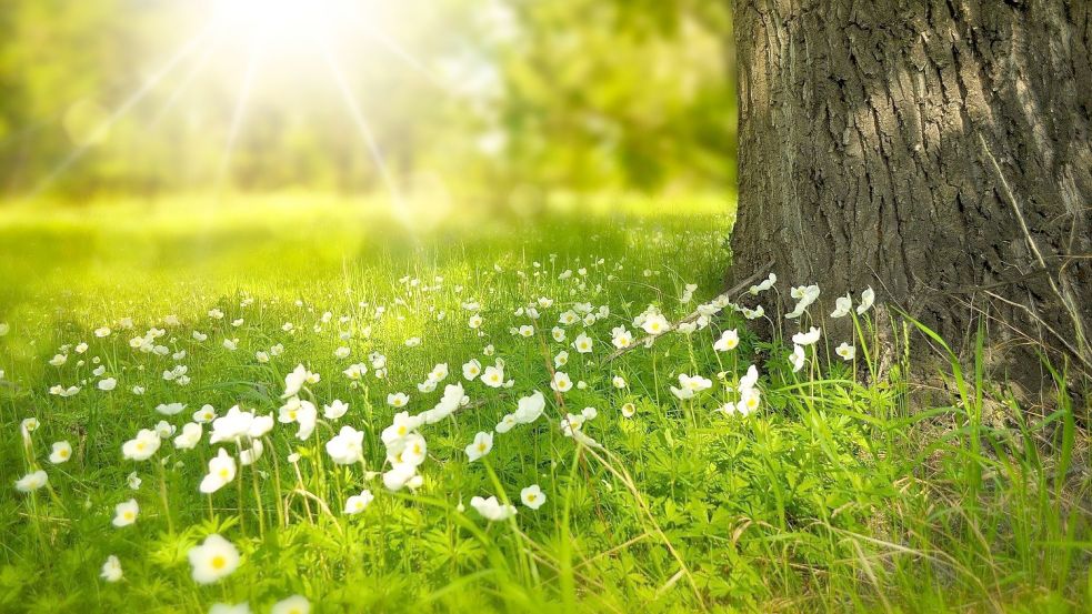 Damit gebaut werden kann, muss andernorts immer ein Stück Natur erhalten oder geschaffen werden. Symbolfoto: Larisa-K / Pixabay