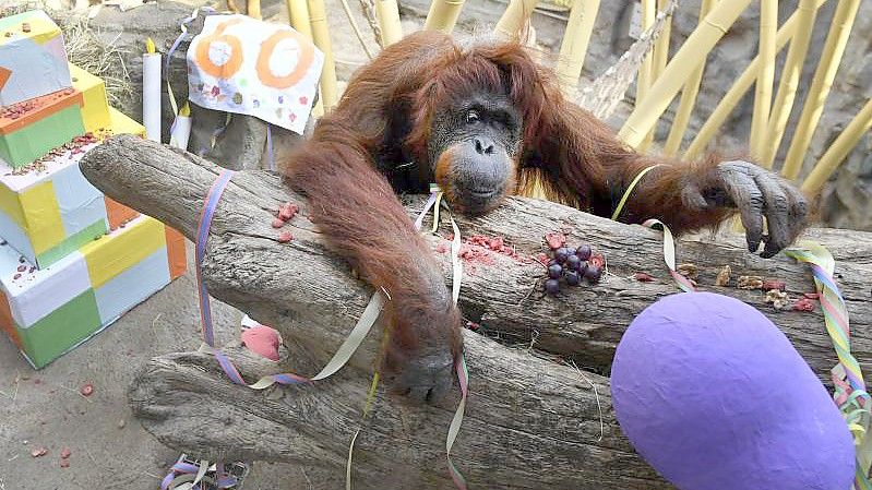 Mal ein bisschen abhängen: Orang-Utan-Weibchen Kasih an seinem 60. Geburtstag. Foto: Roberto Pfeil/dpa