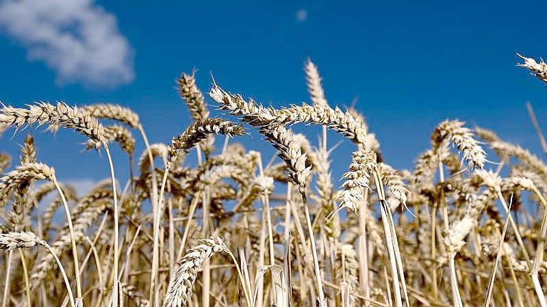 Der Ukraine-Konflikt wird sich nach Einschätzung von Oxfam auf das globale Mahrungsmittelsystem auswirken - die ärmsten und schwächsten Menschen werden aber am staäkrsten und schnellsten betroffen sein. Foto: Arne Dedert/dpa