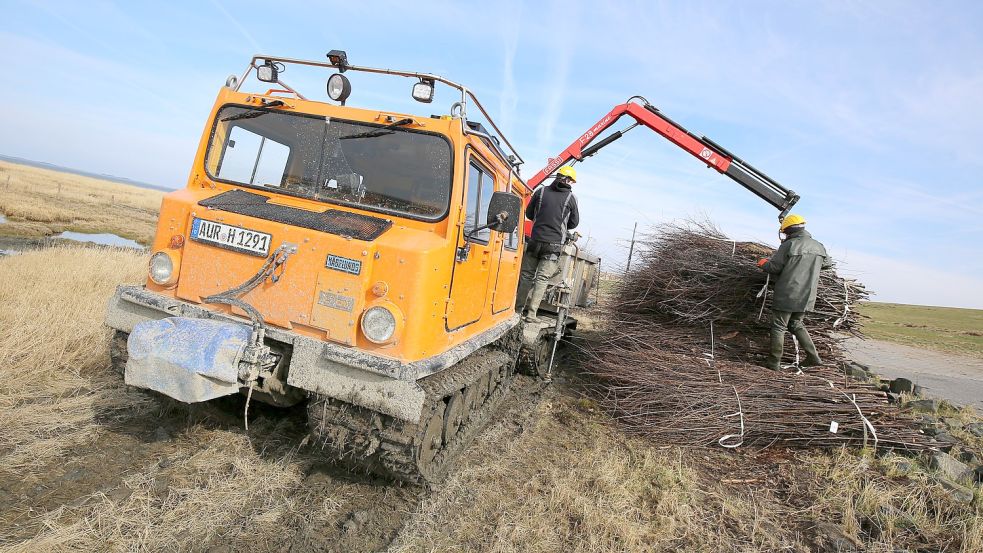 Dieses Kettenfahrzeug kann sich problemlos auf dem schlickigen Boden bewegen und Lasten transportieren. Foto: Böning