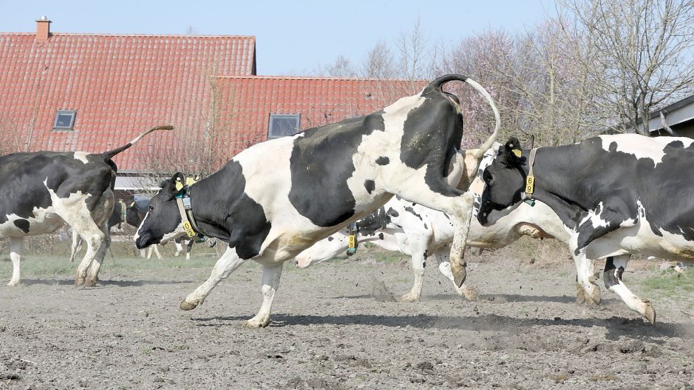 Im Kuh-Galopp geht es raus auf die Weide.