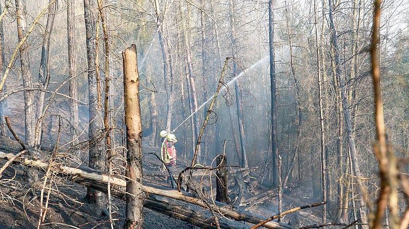 Verletzt wurde bei dem Waldbrand niemand. Foto: Björn Braun/dpa