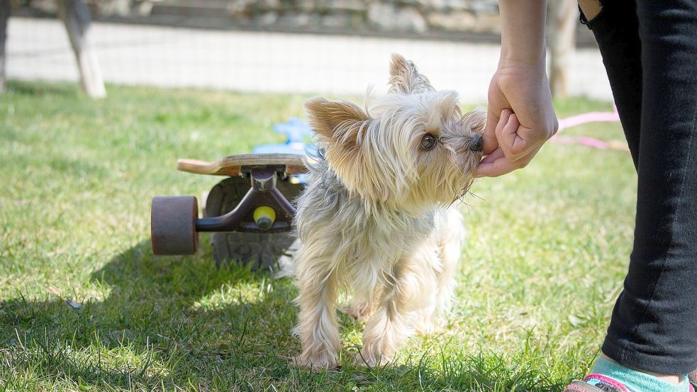 Mit dem richtigen Training kann man einigen Hunden beibringen, beim Gassigehen nichts zu fressen, was sie beim Stöbern entdecken. Foto: Pixabay
