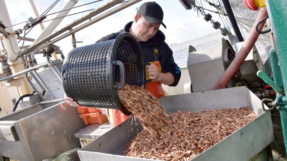 Krabbenfischer in Ostfriesland hoffen darauf, ihren Fang bald mithilfe einer neuen Krabbenpulmaschine vor Ort verarbeiten zu können. Foto: Heinz Waagenar/ARchiv