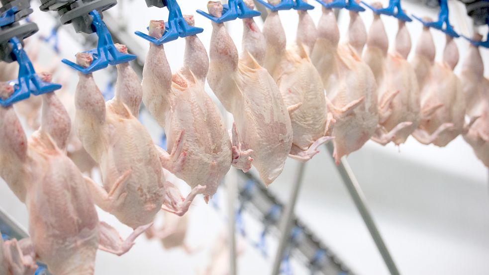 Blick in einen Geflügelschlachthof: Die Hähnchenfleisch-Produzenten in Deutschland leiden unter stark gestiegenen Futter- und Energiekosten. Foto: dpa