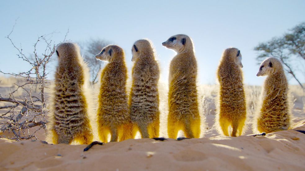 Neue Doku im Ersten. „Gestatten! Familie Erdmännchen“. Foto: WDR Kommunikation/Redaktion Bild