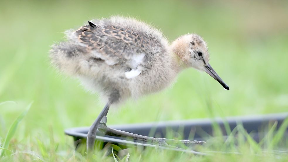 Die Uferschnepfe ist in Ostfriesland vom Aussterben bedroht. Foto: Giddens/PA, Wire/DPA