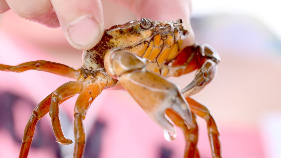 Einer der Hauptdarsteller im Wattenmeer – an der Strandkrabbe kommt kein Nationalparkhaus vorbei. Foto: Böning