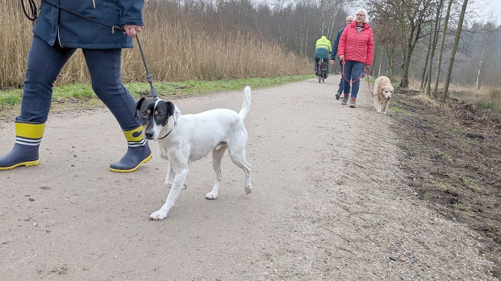 Spaziergänge um das Ottermeer herum sind bei den Wiesmoorer Hundebesitzern beliebt. Noch beliebter wäre ein Hundestrand, denkt Ratsherr Diedrich Kleen. Foto: Homes/Archiv