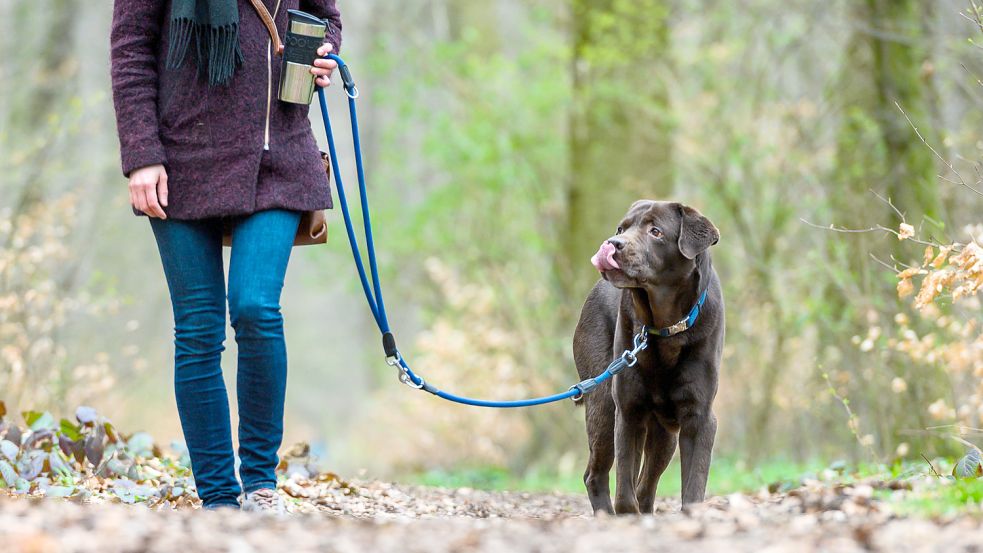 Es ist wieder so weit: Ab 1. April müssen Hunde im Wald an die Leine. Foto: Gateau/DPA