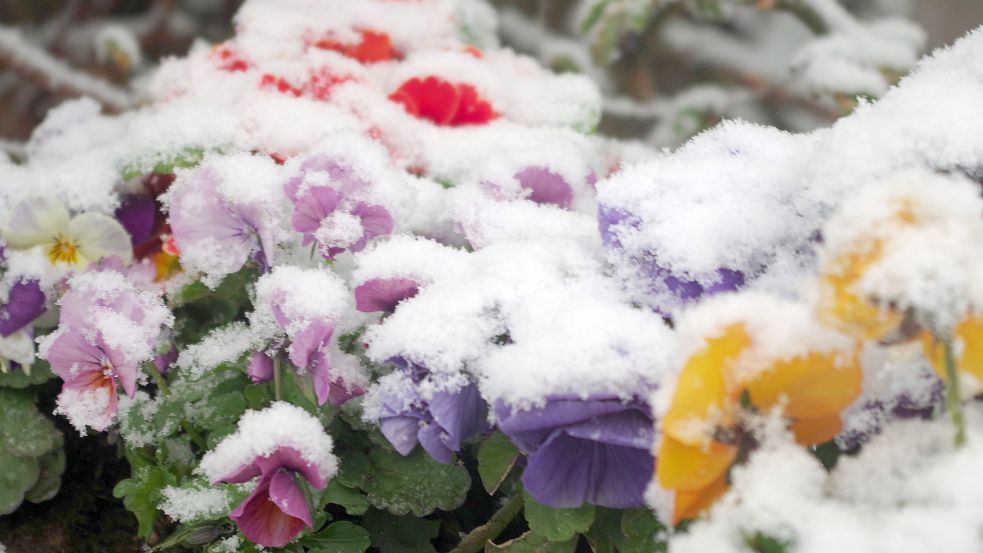 Diese Hamburger Stiefmütterchen waren zu früh dran: Kurz vor dem 1. April ist der Winter zurückgekehrt. Foto: imago images/Markus Tischler