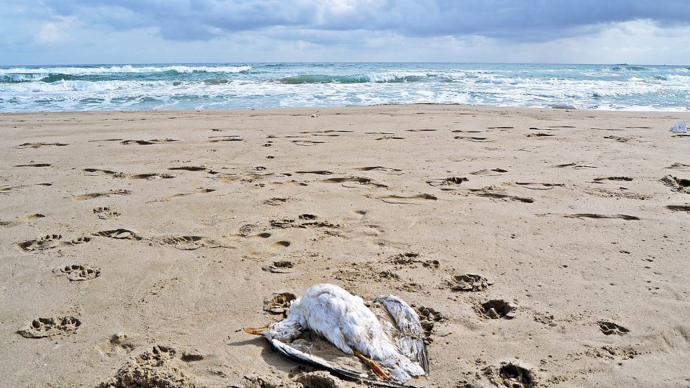 Immer wieder finden sich auch tote Möwen am Strand oder am Deich. Symbolfotos: Pixabay