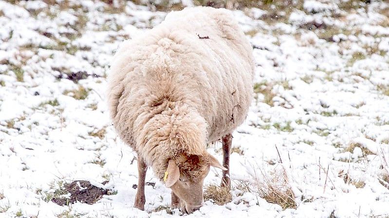 Da hilft ein dickes Fell: ein Schaf im Hamburger Stadtteil Altengamme. Foto: Daniel Bockwoldt/dpa