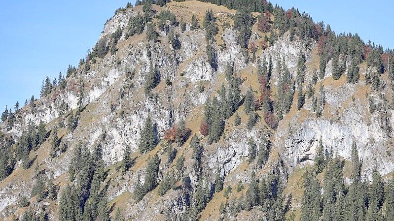 Nadelbäume stehen in den Steillagen der Allgäuer Alpen. Deutschlands Alpen wachsen mit Wäldern zu. Das ist eine Folge des Klimawandels. Foto: Karl-Josef Hildenbrand/dpa