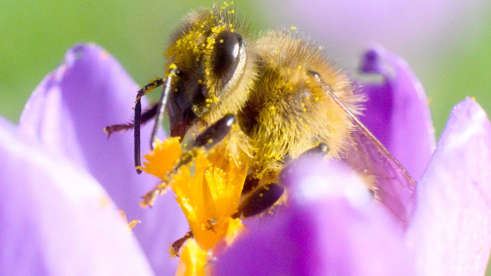Mit relativ kleinen Maßnahmen könnte man den Bienen ihr Leben erleichtern. Foto: Stratenschulte/dpa