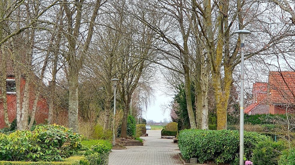 Die Straße Bedmoor in Norden gilt als positives Beispiel für einen grünen Straßenraum. Foto: Rebecca Kresse
