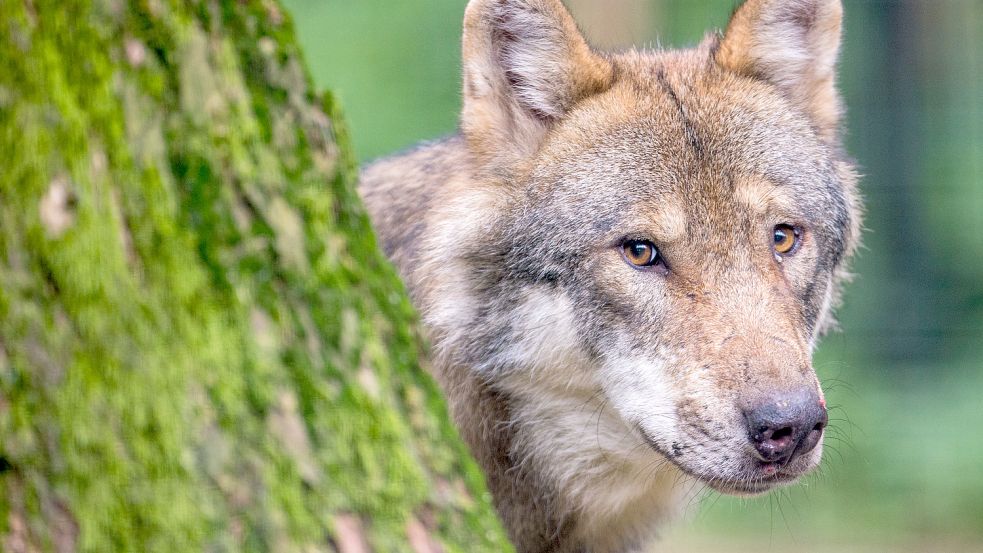 Viele Wölfe gibt es in Ostfriesland nicht. Sie kommen aber auf der Durchreise immer mal wieder hier vorbei. Foto: Mirgeler/dpa