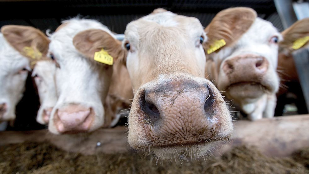 Ist es zu verantworten, diese Tiere in Länder außerhalb der EU zu exportieren? Die Meinungen gehen auseinander. Foto: dpa/Büttner