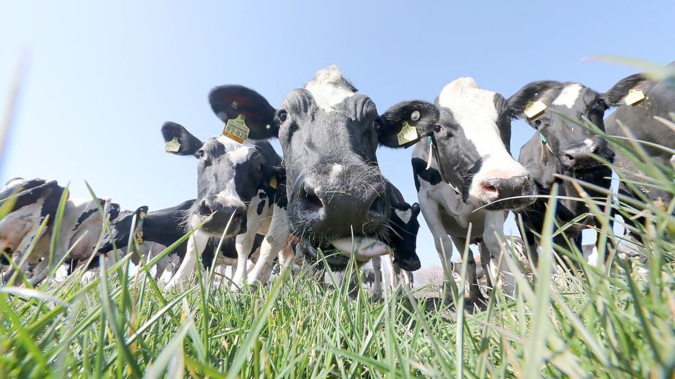 Rund um den Frühlingsanfang werden in Ostfriesland wieder Kühe auf die Weiden gelassen. Mitte März grasten die Tiere bei herrlichem Sonnenschein und frühlingshaften Temperaturen auf den Wiesen. Archivfoto: Hock