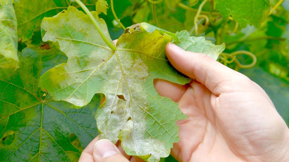 Falscher Mehltau befällt unter anderem Weinreben. Der Pilz ist nur schwer zu bekämpfen.Foto: Winfried Rothermel/dpa