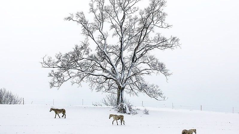 „Schnee im April ist immer mal wieder möglich“: Pferde auf einer mit der weißen Pracht bedeckten Koppel in Hohenstein. Foto: Thomas Warnack/dpa