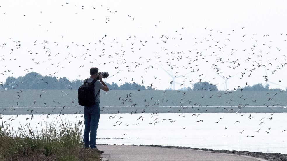 Das Wattenmeer ist ein besonderer Lebensraum mit wenigen und hoch spezialisierten Arten. Foto: Schuldt/pda