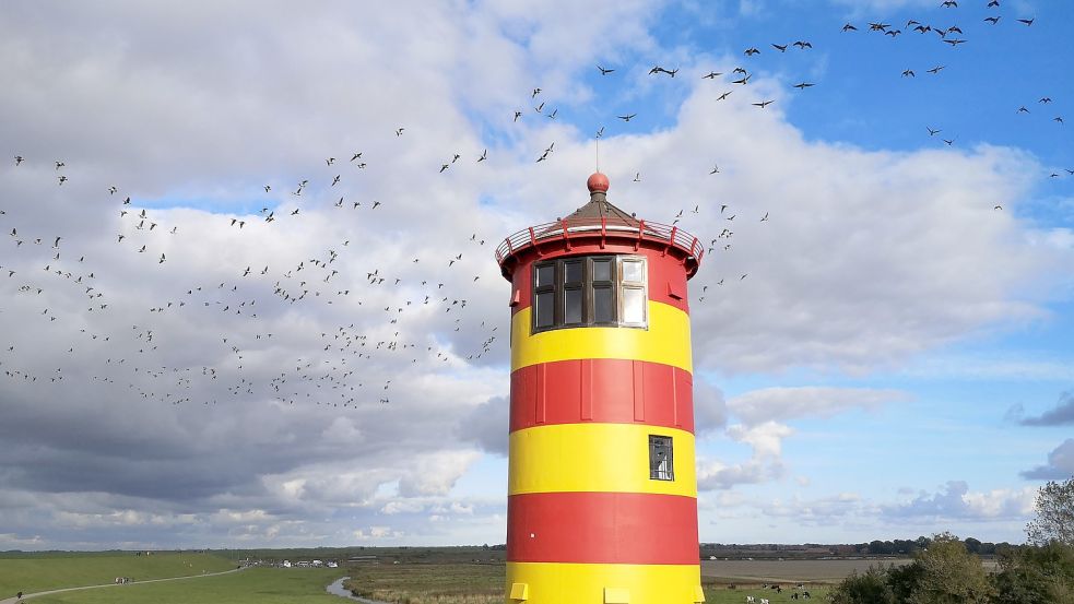 Am Pilsumer Leuchtturm konnten Weißwangengänse beobachtet werden. Auch in diesem Jahr wird dort einer der Vogelbeobachtungsplätze sein. Foto: Florian Casius