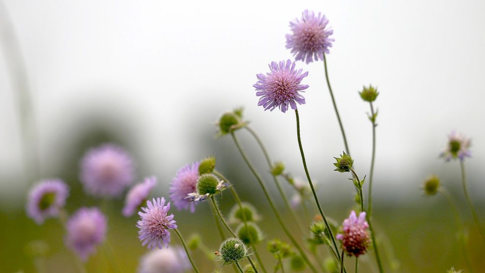 Wildstauden wie die Wiesen-Witwenblume haben eine natürlichen Ausstrahlung. Foto: pixabay.com