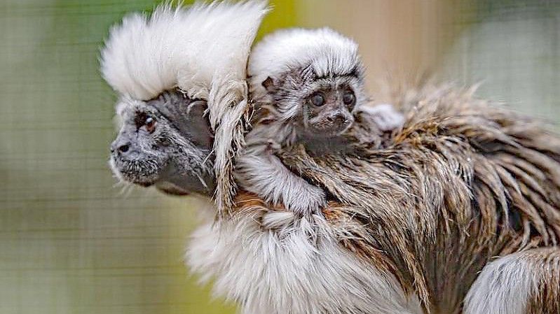 Das kleine Affenbaby auf dem Rücken seiner Mutter im Zoo in Cheshire. Foto: Chester Zoo/PA Media/dpa