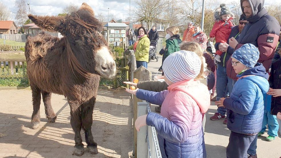 Hier lässt sich Poitou-Eselin Celina im Haustierpark Werdum ein paar Möhren schmecken. . Die Tiere dürfen allerdings nur an bestimmten Tagen gefüttert werden. Foto: privat