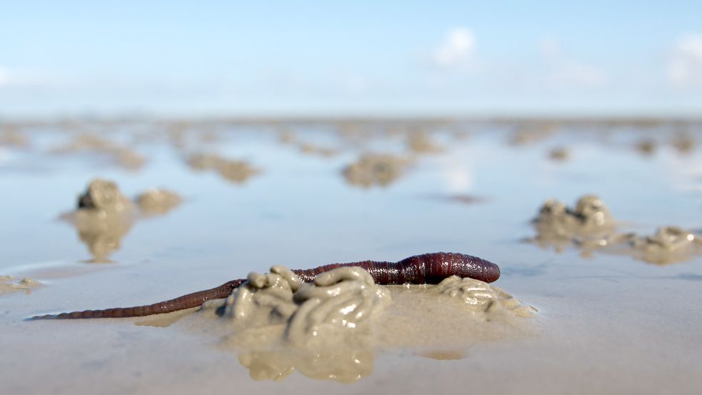 Der Wattwurm ist ein Architekt des Wattenmeeres. Seine Haufen und Trichter gestalten dessen Oberfläche. Foto: Charisius/dpa