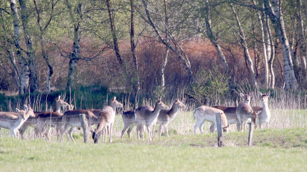 Diese Gruppe Damwild besteht ausschließlich aus weiblichen Tieren. Sie wird sich bald in der Region verteilen. Foto: Böning