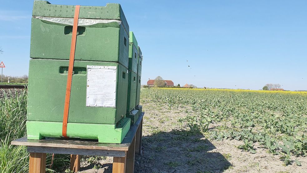 So sehen Bienenkästen aus. Foto: Gettkowski