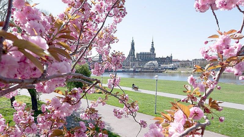 Eine Zierkirsche blüht vor der Altstadtkulisse in Dresden. Das Wetter wird am Wochenende jedoch wechselhaft. Foto: Sebastian Kahnert/dpa