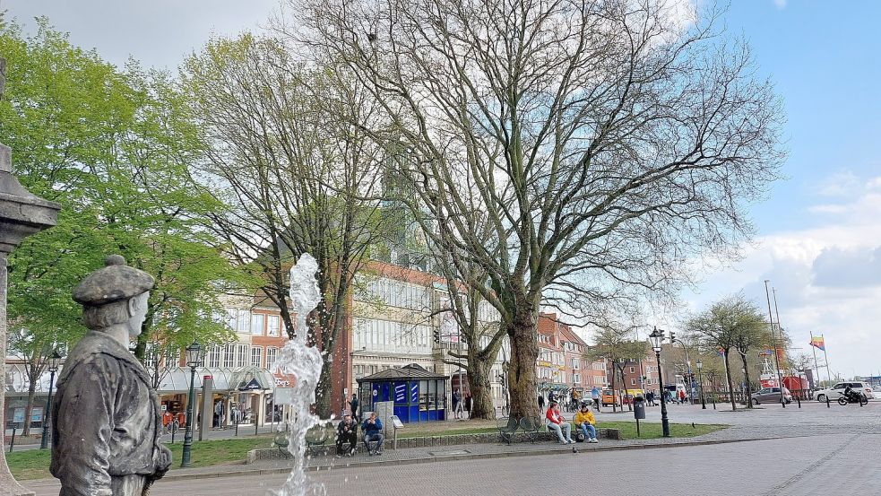 Meistens läuft man nur an ihnen vorbei, ohne weiter auf sie zu achten, aber: Im Stadtgarten stehen schöne alte Bäume. Foto: Hanssen