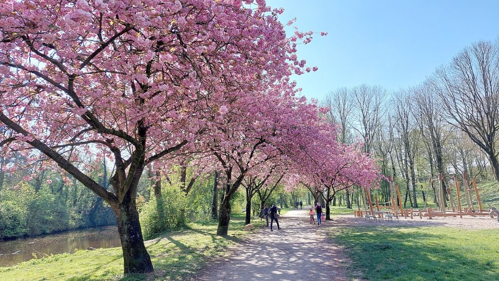 Eines der wohl beliebtesten Baum-Fotomotive: die blühenden Kirschbäume beim Blumen-Pavillon am Wall.