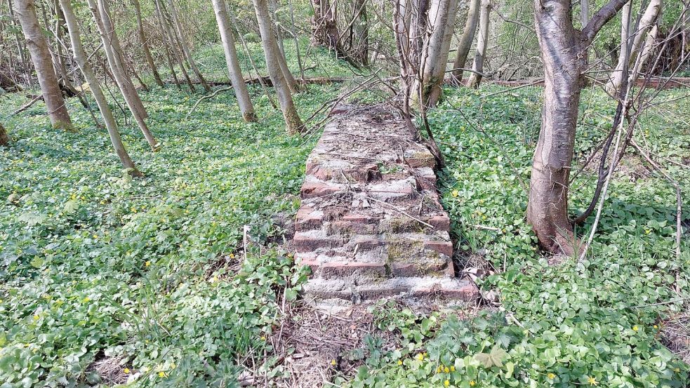 Aus dem Grün ragen Mauern, die aus dem Zweiten Weltkrieg stammen. Fotos: Hanssen