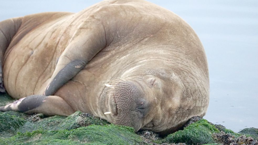 Schlafendes Walross vor Baltrum im September. Dieses Tier hat einen weiten Weg hinter sich. Foto: Nannen